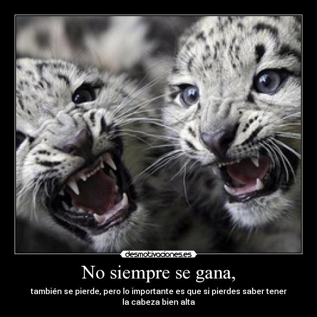 No siempre se gana, - 