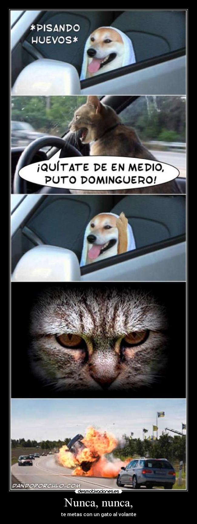 Nunca, nunca, - te metas con un gato al volante
