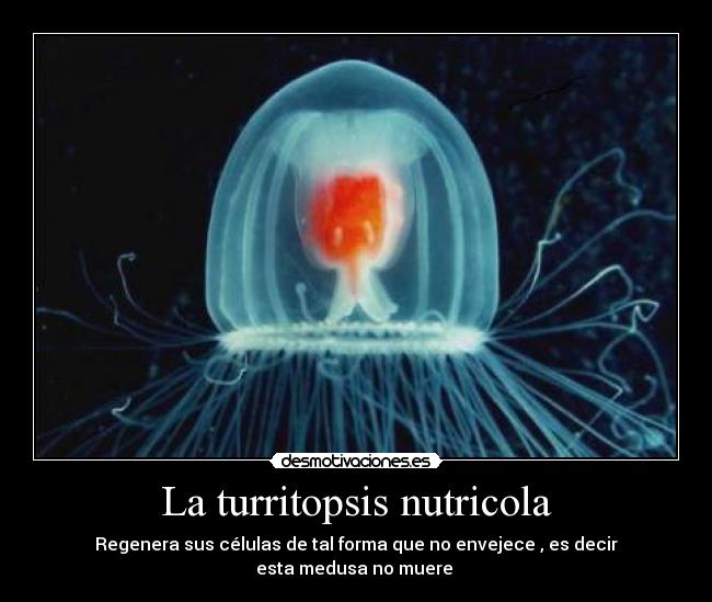 La turritopsis nutricola -
