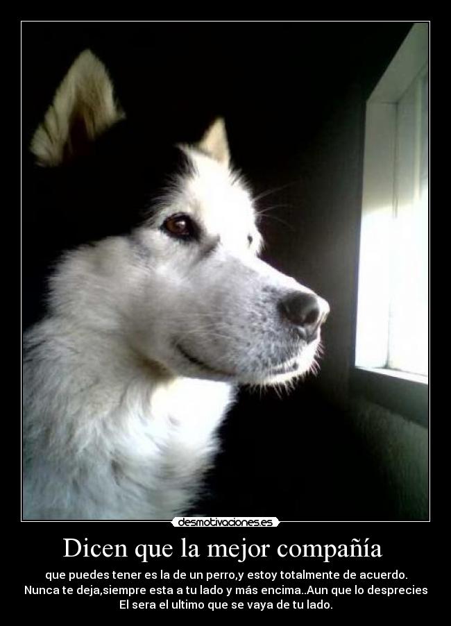 Dicen que la mejor compañía  - que puedes tener es la de un perro,y estoy totalmente de acuerdo.
Nunca te deja,siempre esta a tu lado y más encima..Aun que lo desprecies
El sera el ultimo que se vaya de tu lado.