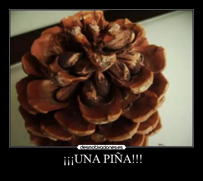 ¡¡¡UNA PIÑA!!! - 