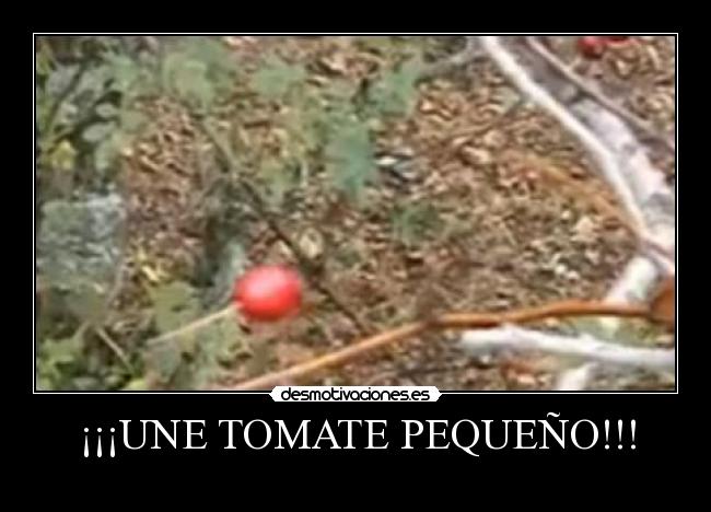 ¡¡¡UNE TOMATE PEQUEÑO!!! - 