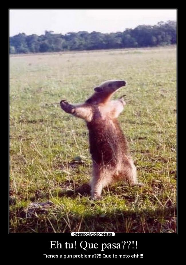 Eh tu! Que pasa??!! - 