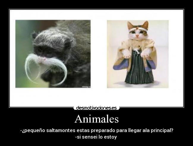 Animales -