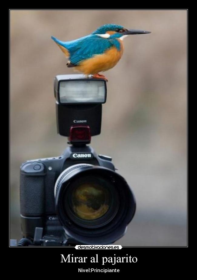 Mirar al pajarito - Nivel:Principiante