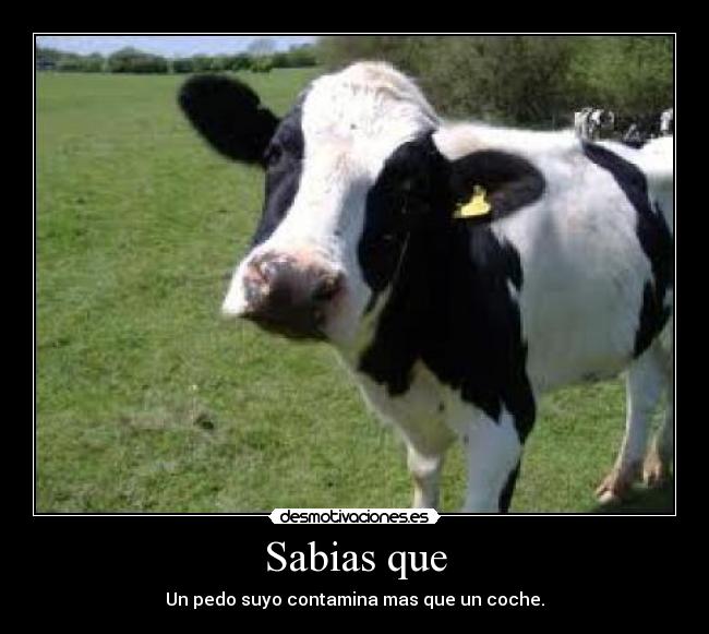 Sabias que - Un pedo suyo contamina mas que un coche.