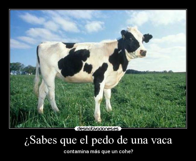 ¿Sabes que el pedo de una vaca - contamina más que un cohe?