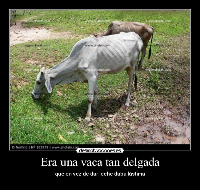 Era una vaca tan delgada -