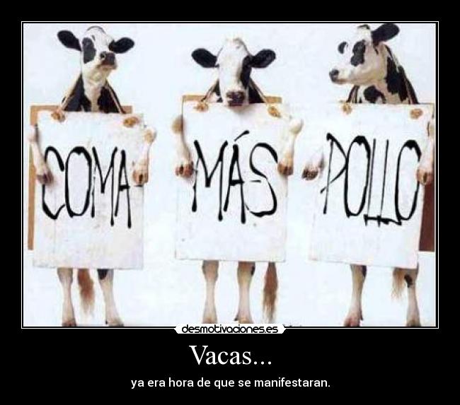 Vacas... - ya era hora de que se manifestaran.