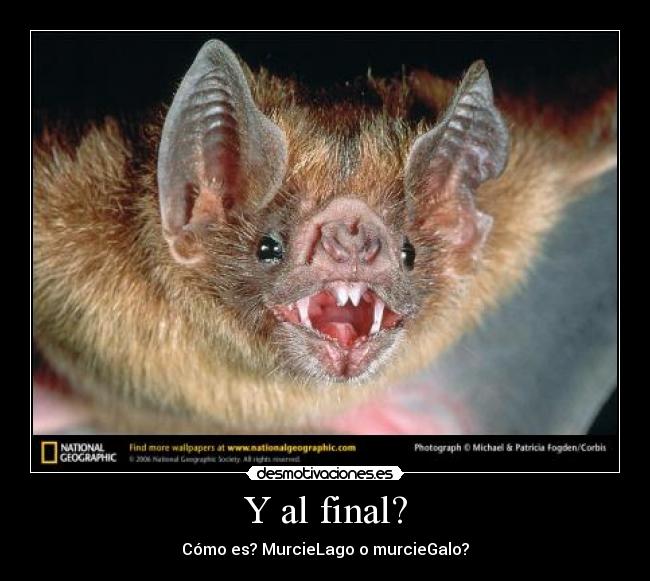 Y al final? - Cómo es? MurcieLago o murcieGalo?