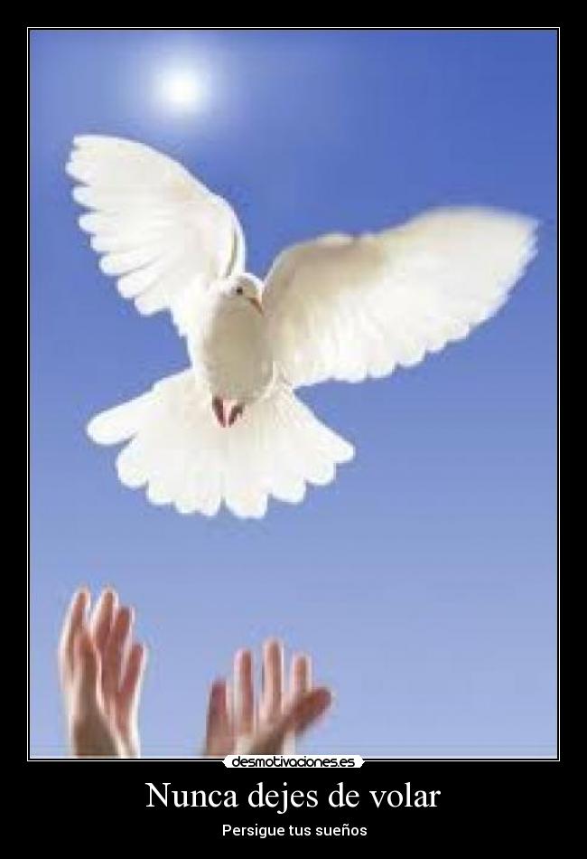 Nunca dejes de volar - Persigue tus sueños