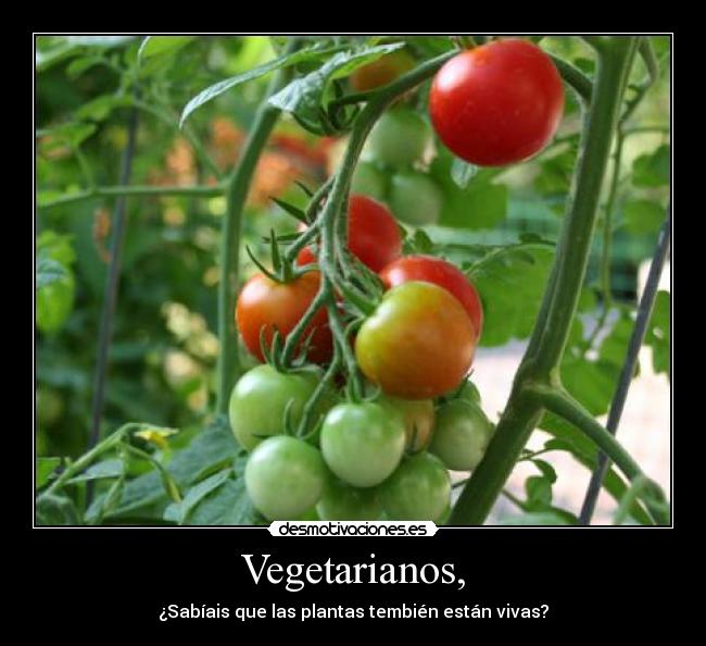 Vegetarianos, -
