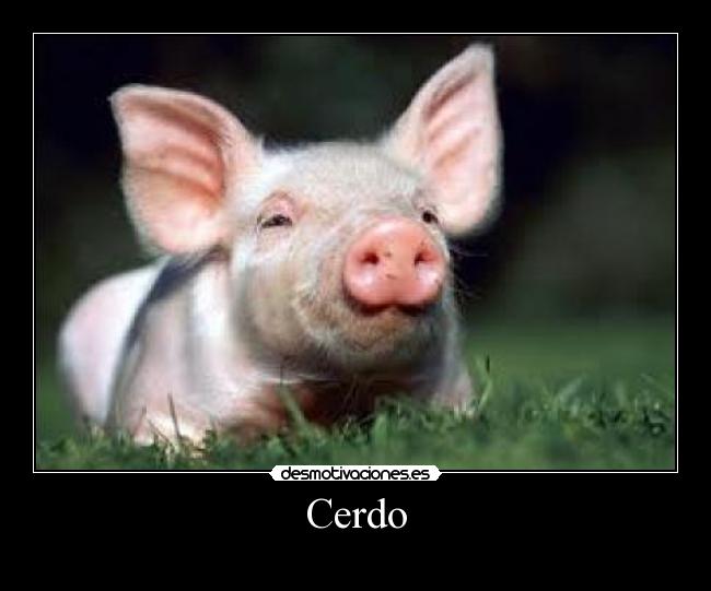 Cerdo -