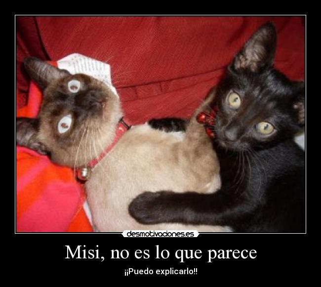 Misi, no es lo que parece - ¡¡Puedo explicarlo!!