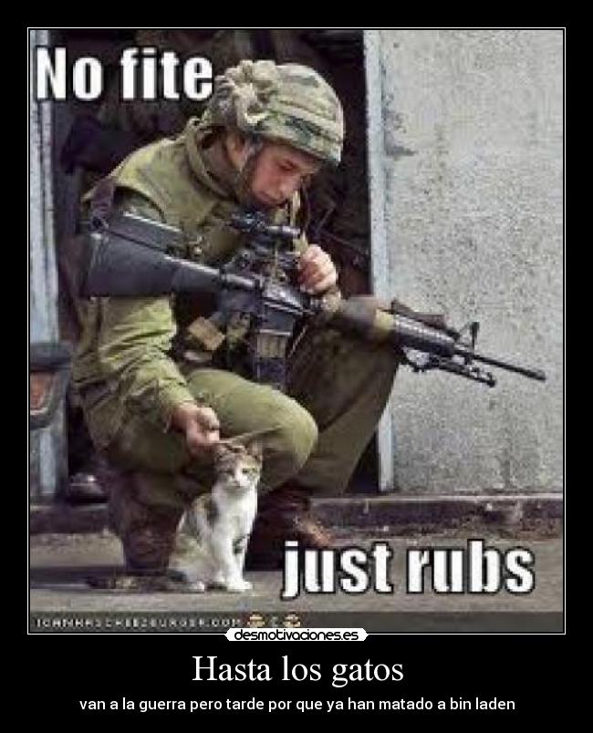 Hasta los gatos -