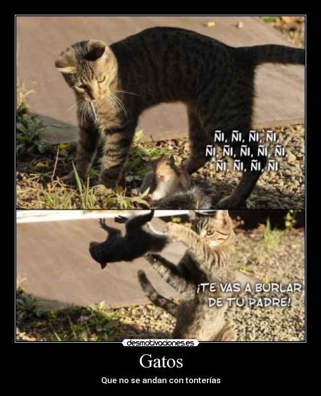 Gatos - Que no se andan con tonterías