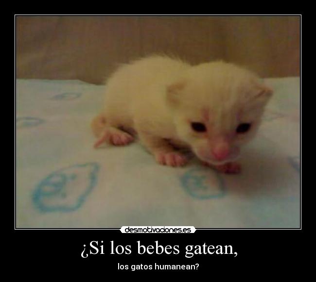 ¿Si los bebes gatean, - los gatos humanean?