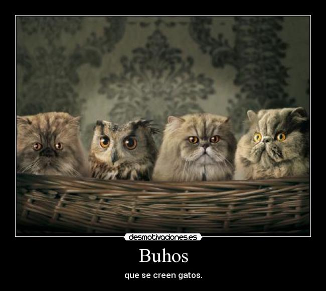 Buhos -