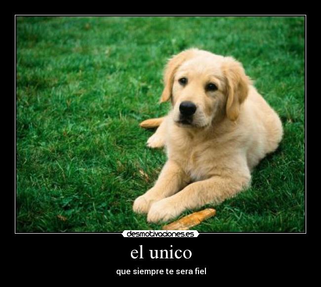 el unico -
