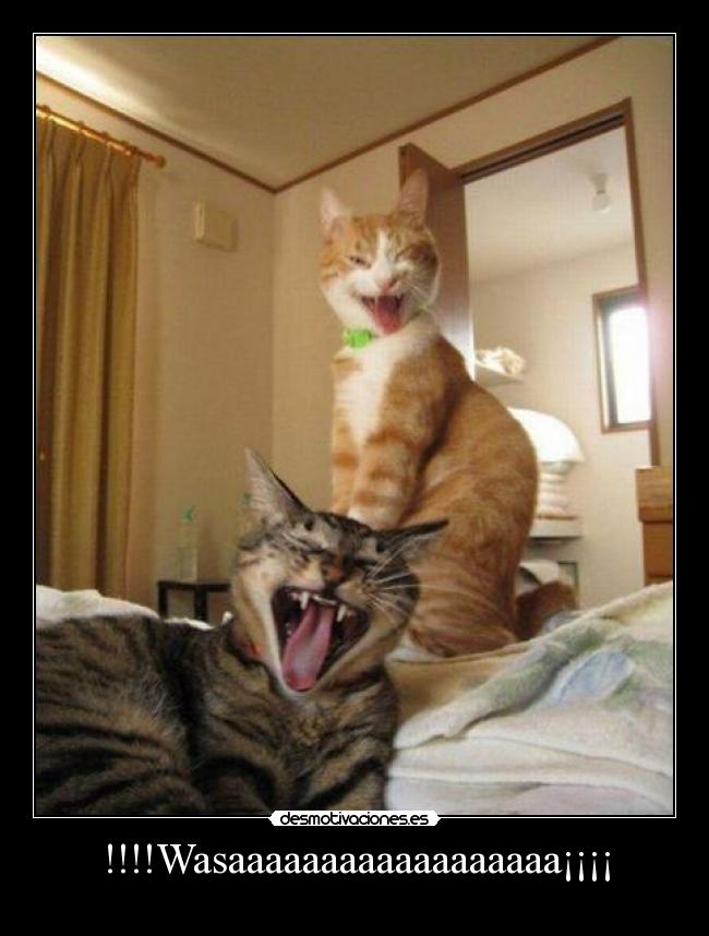 !!!!Wasaaaaaaaaaaaaaaaaaa¡¡¡¡ - 