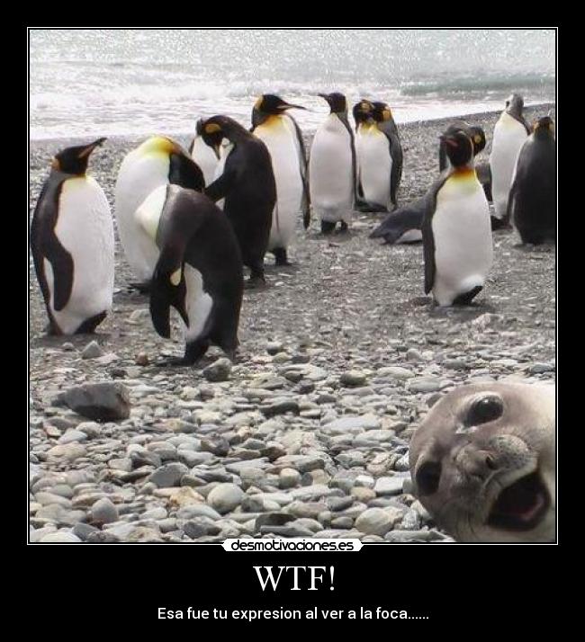 WTF! - Esa fue tu expresion al ver a la foca......