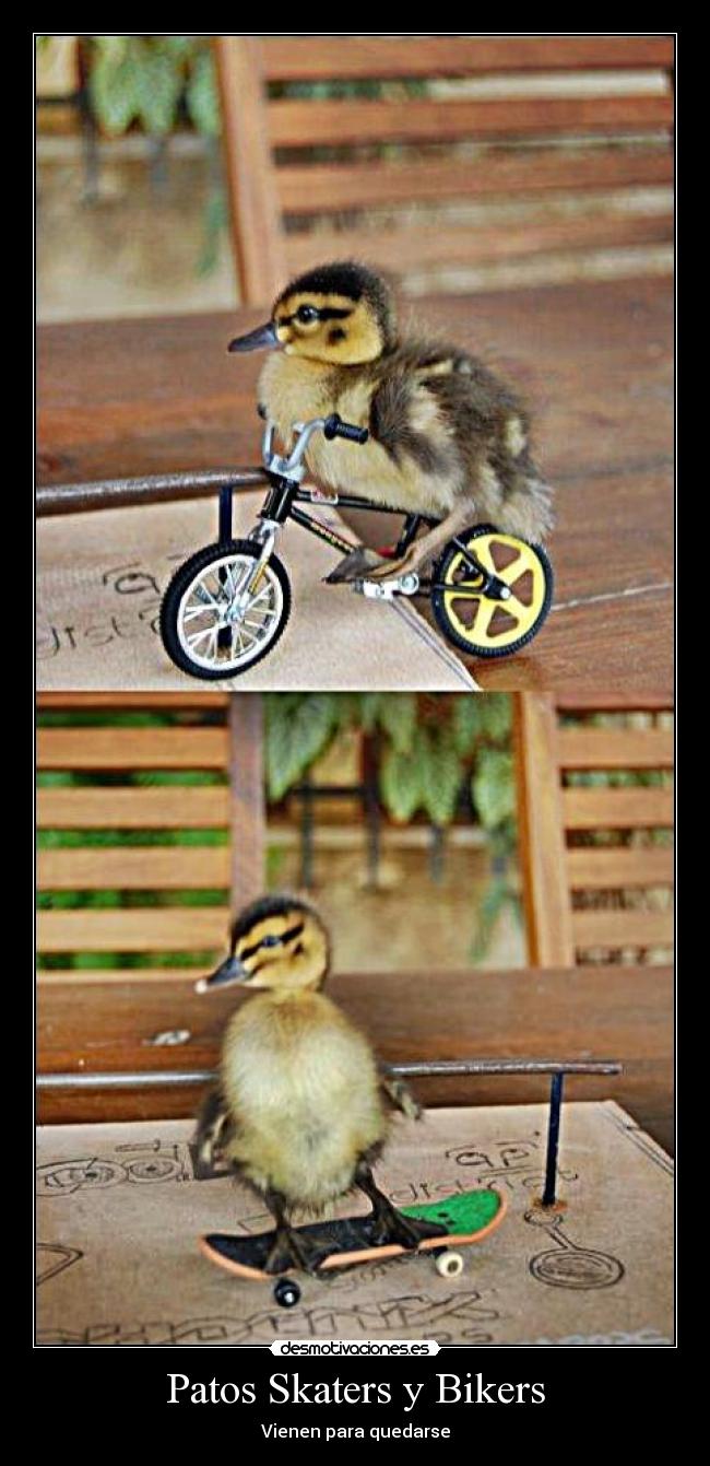 Patos Skaters y Bikers -