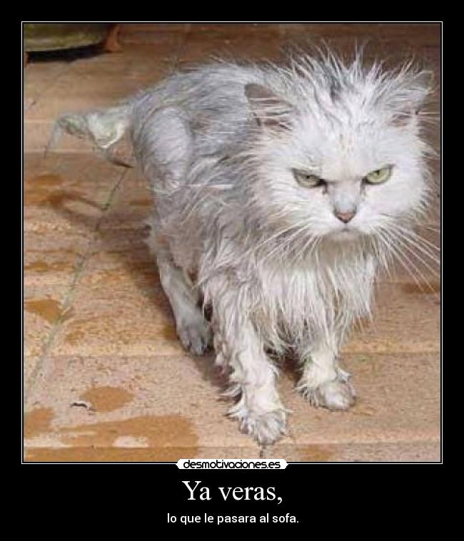 Ya veras, - lo que le pasara al sofa.
