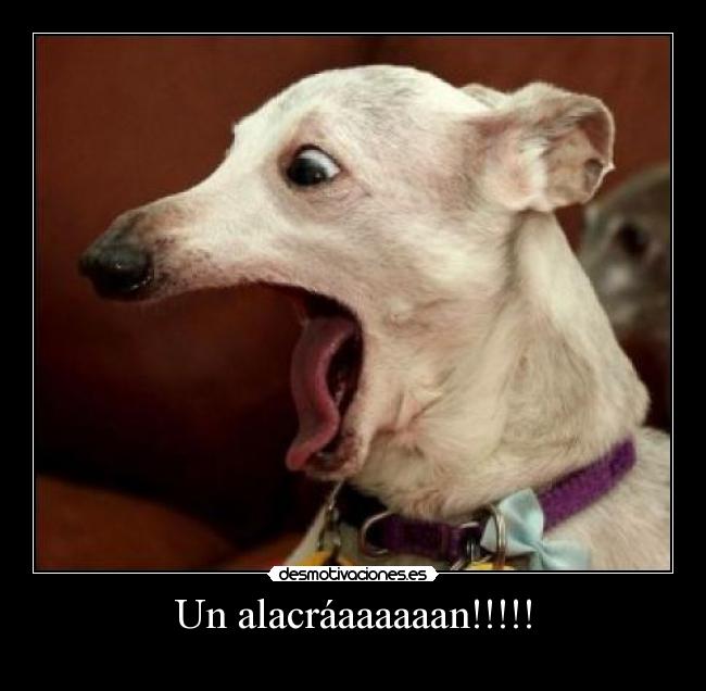 Un alacráaaaaaan!!!!! -