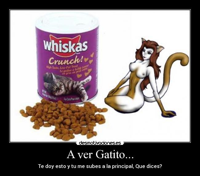 A ver Gatito... -