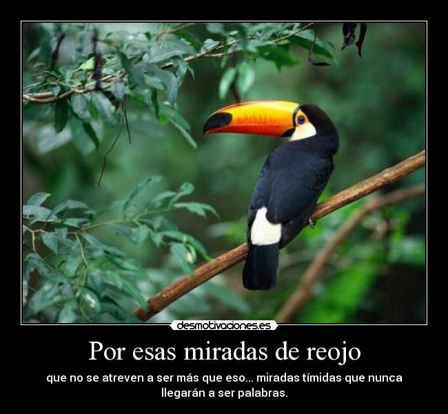 Por esas miradas de reojo - que no se atreven a ser más que eso... miradas tímidas que nunca
llegarán a ser palabras.