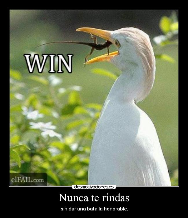 Nunca te rindas - sin dar una batalla honorable.