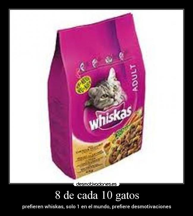 8 de cada 10 gatos - 