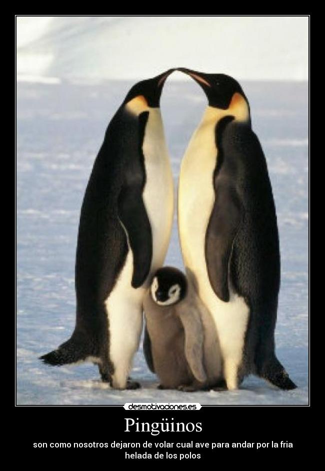 Pingüinos - son como nosotros dejaron de volar cual ave para andar por la fria
helada de los polos