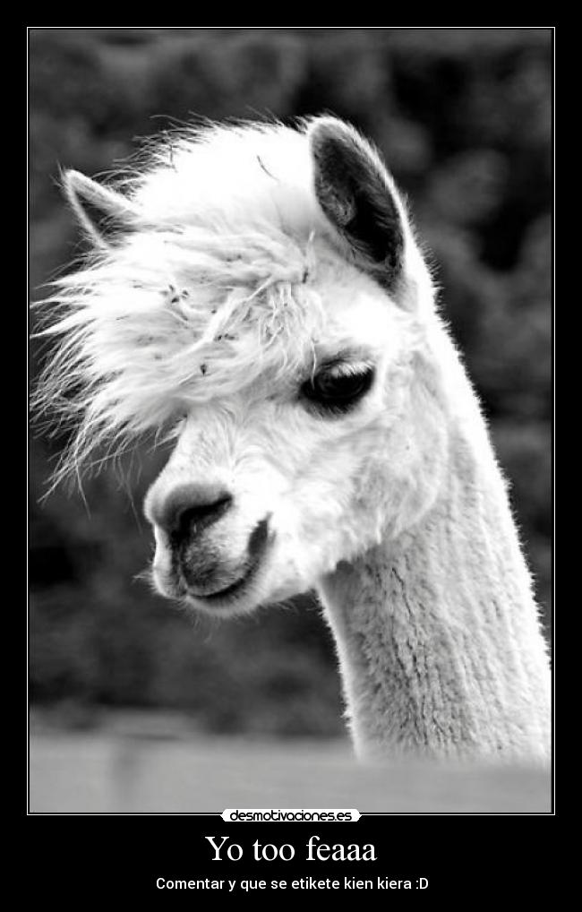 carteles alpaca desmotivaciones