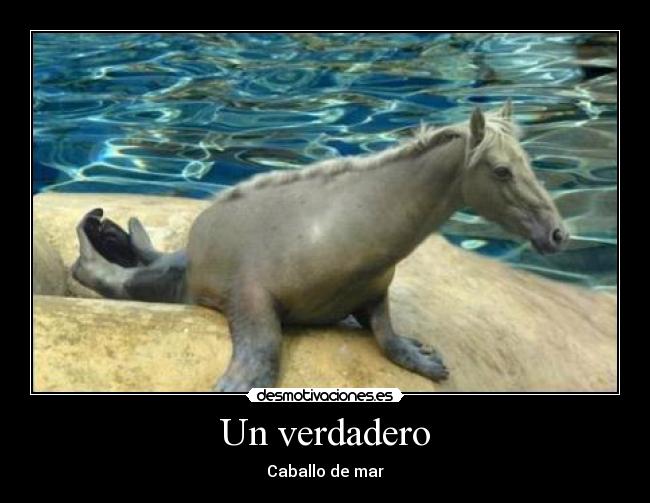 Un verdadero - Caballo de mar