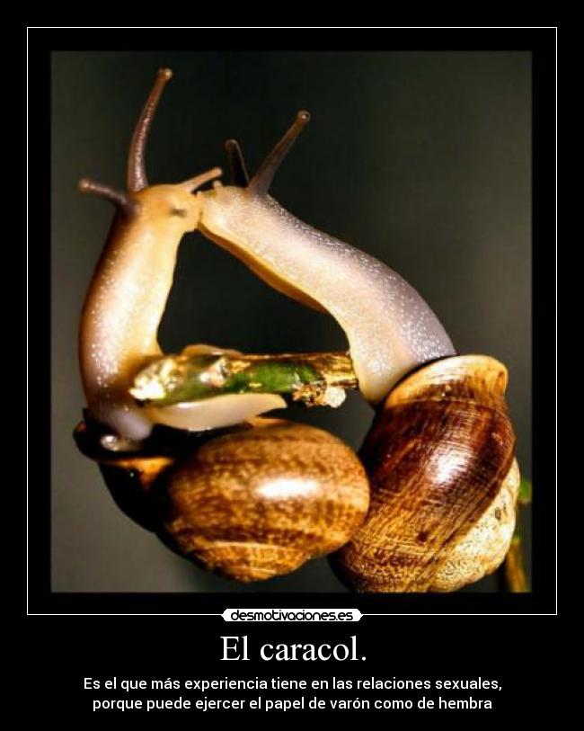 El caracol. -