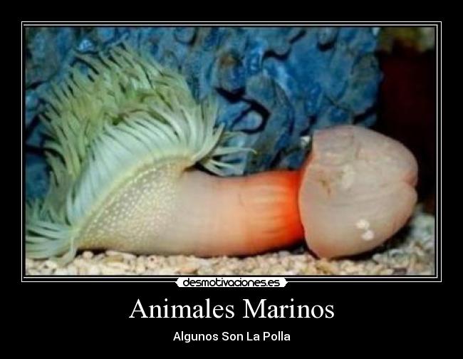 Animales Marinos - Algunos Son La Polla
