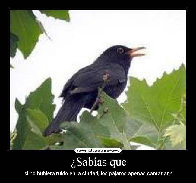 ¿Sabías que - si no hubiera ruido en la ciudad, los pájaros apenas cantarían?