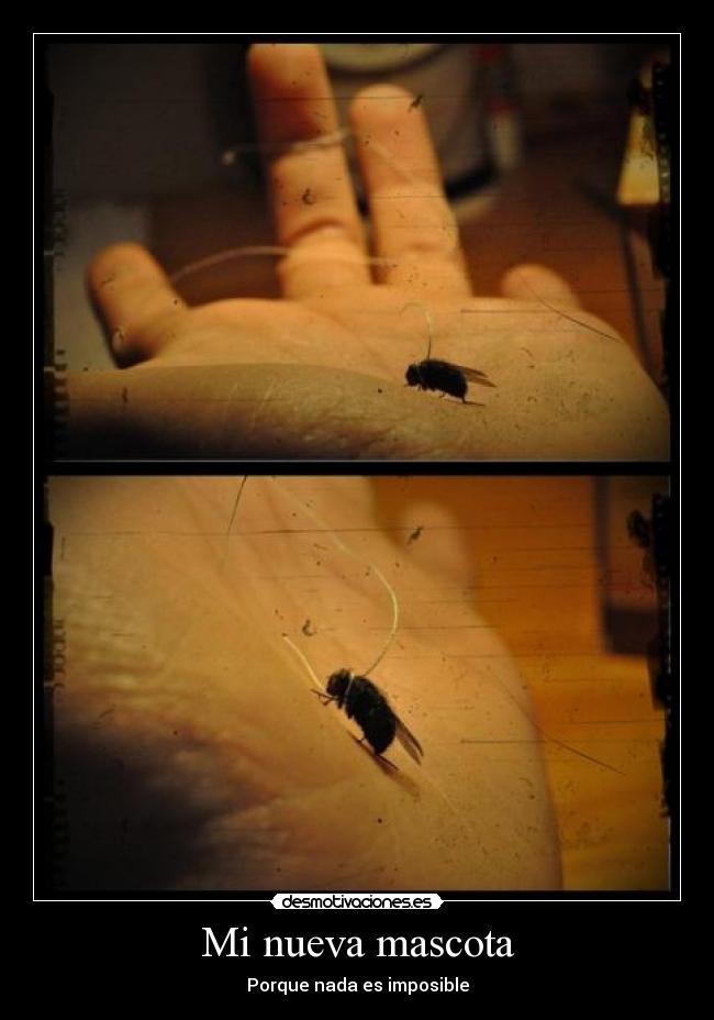Mi nueva mascota -