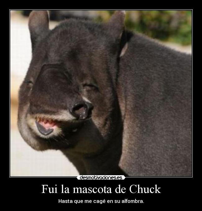 Fui la mascota de Chuck - Hasta que me cagé en su alfombra.