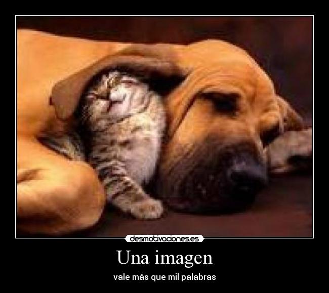 carteles gatos perros abrazo desmotivaciones