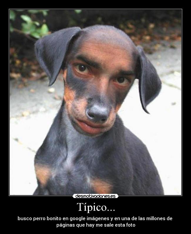 carteles perro google desmotivaciones