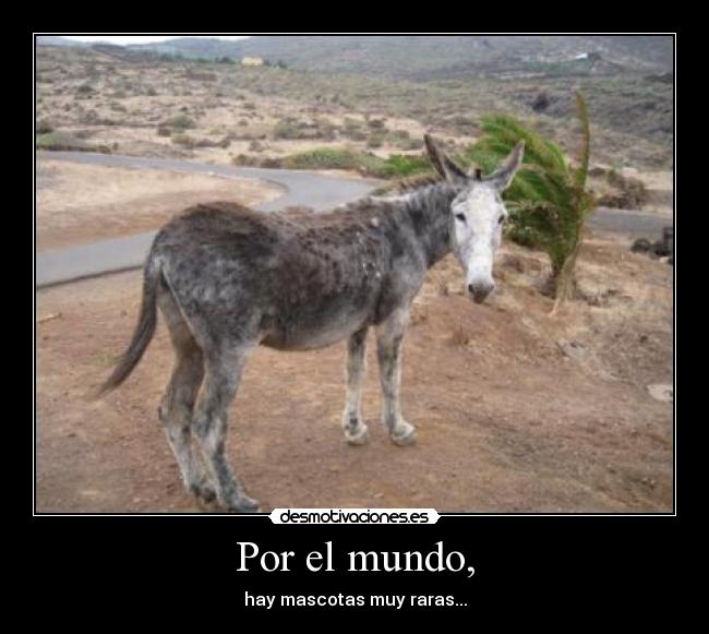 Por el mundo, - hay mascotas muy raras...