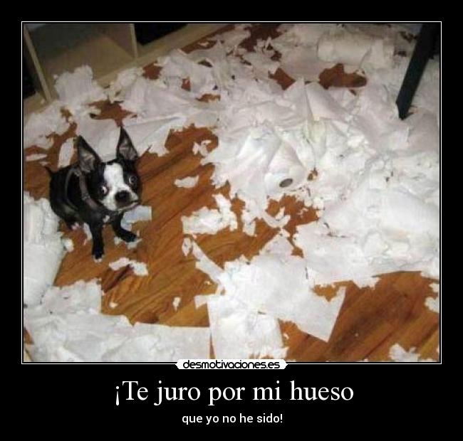 ¡Te juro por mi hueso - que yo no he sido!