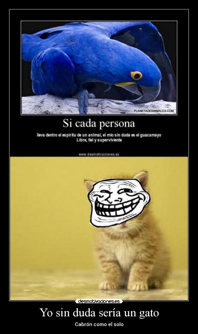 Yo sin duda sería un gato - Cabrón como el solo