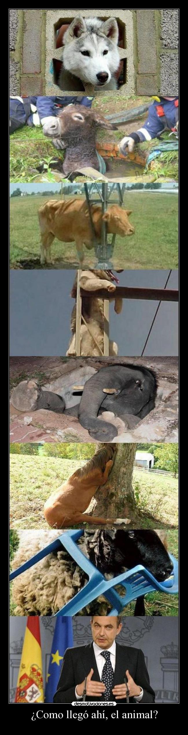 ¿Como llegó ahí, el animal? -