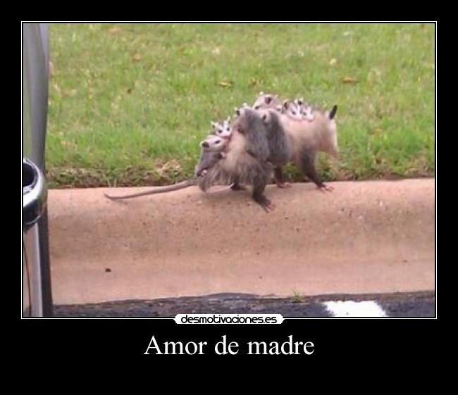 Amor de madre -