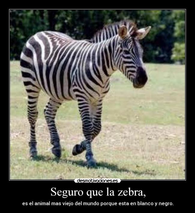 Seguro que la zebra, - es el animal mas viejo del mundo porque esta en blanco y negro.