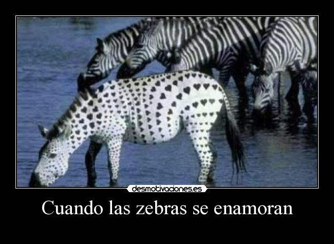 Cuando las zebras se enamoran -