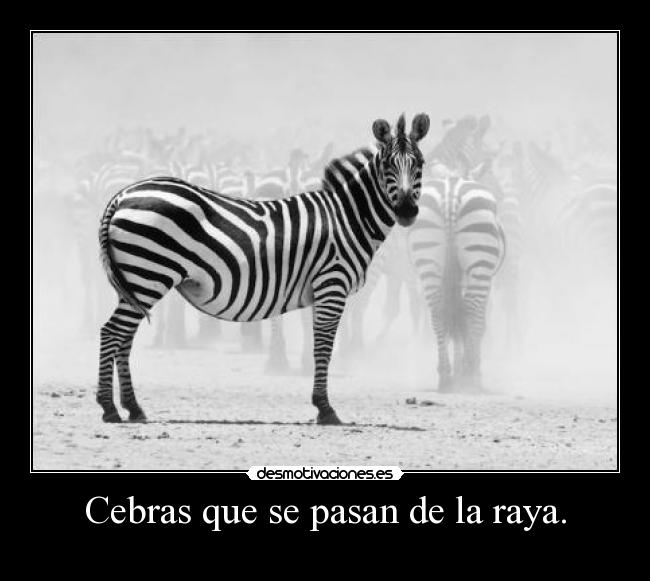 Cebras que se pasan de la raya. -